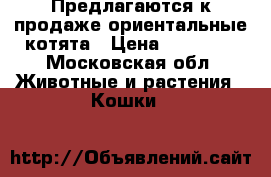 Предлагаются к продаже ориентальные котята › Цена ­ 20 000 - Московская обл. Животные и растения » Кошки   